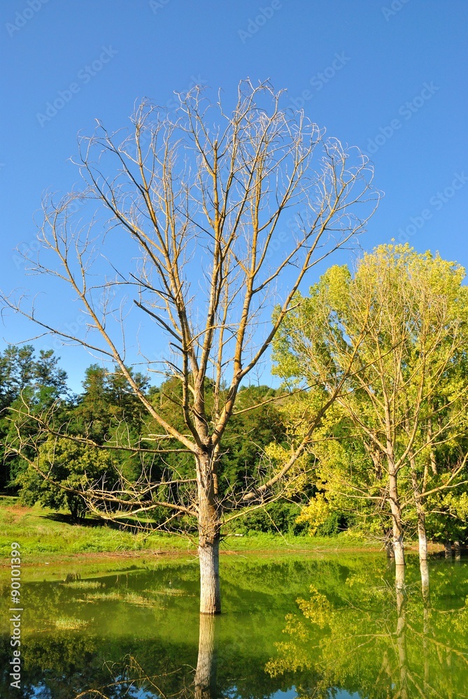 Obraz premium Riserva Naturale del Lago di Canterno - Lazio - Italia