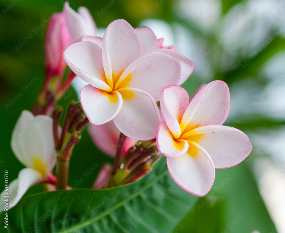 Naklejka premium Fragipani: Exotische Schönheit :)