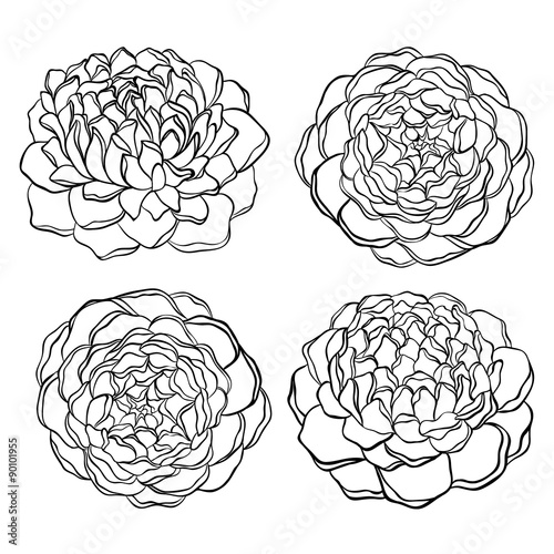 Fototapeta Naklejka Na Ścianę i Meble -  set of beautiful, black and white flower isolated