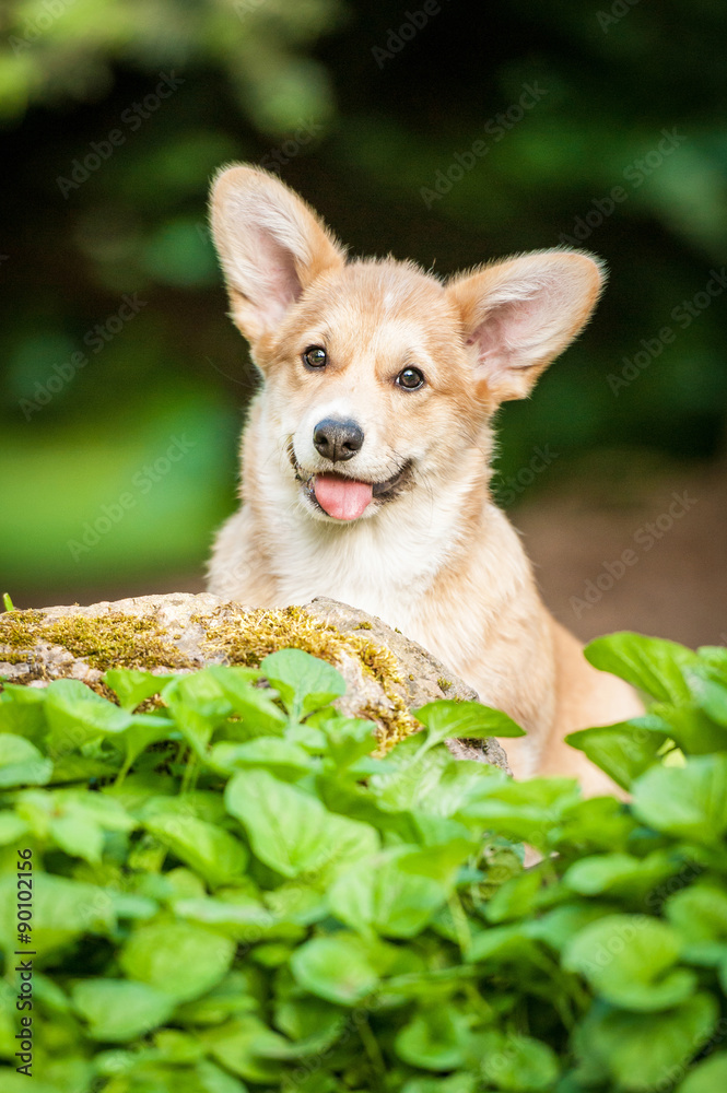Pembroke welsh corgi puppy