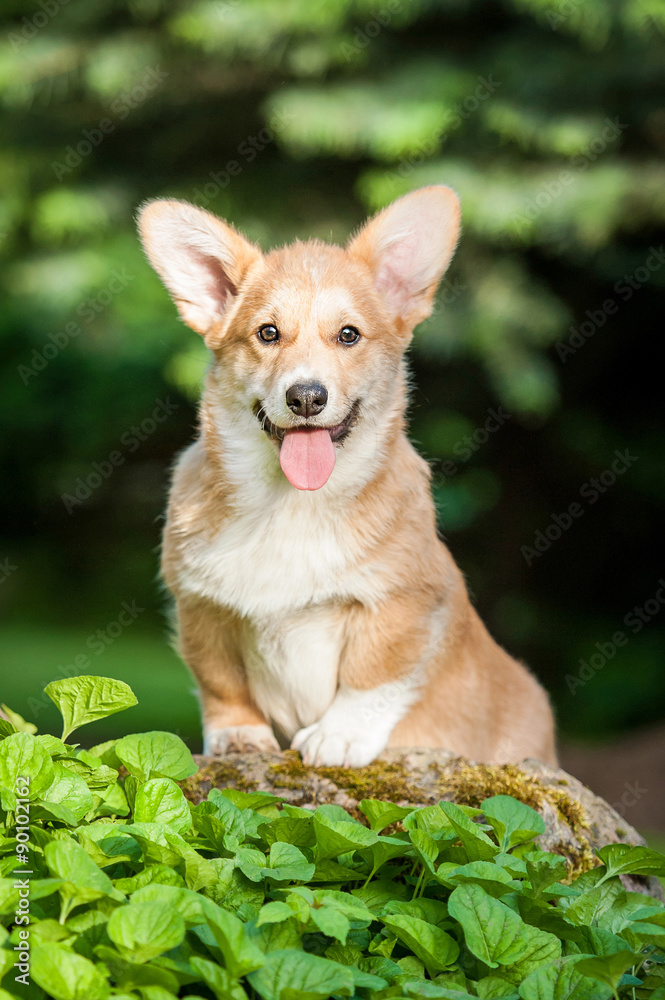 Pembroke welsh corgi puppy sitting on the stone