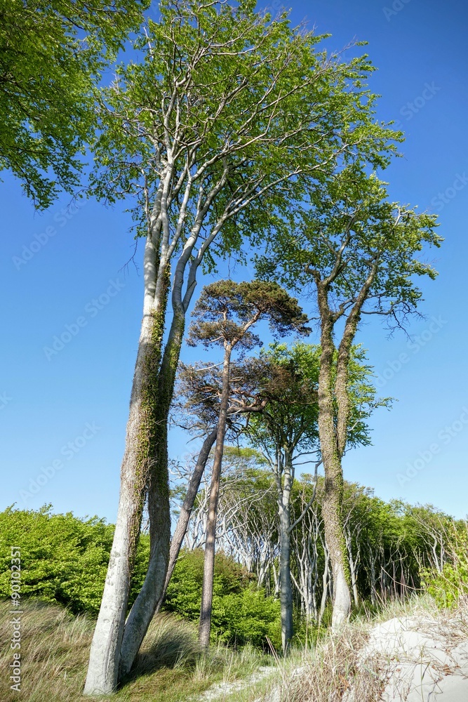 Frühlingserwachen am Weststrand 