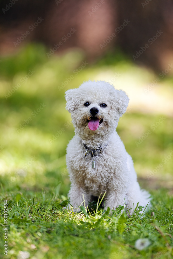 bichon in the park bichon in the park