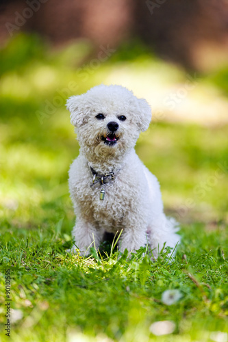 Fototapeta Naklejka Na Ścianę i Meble -  bichon in the park