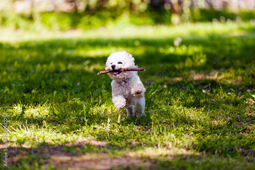 bichon with wooden stick in the park