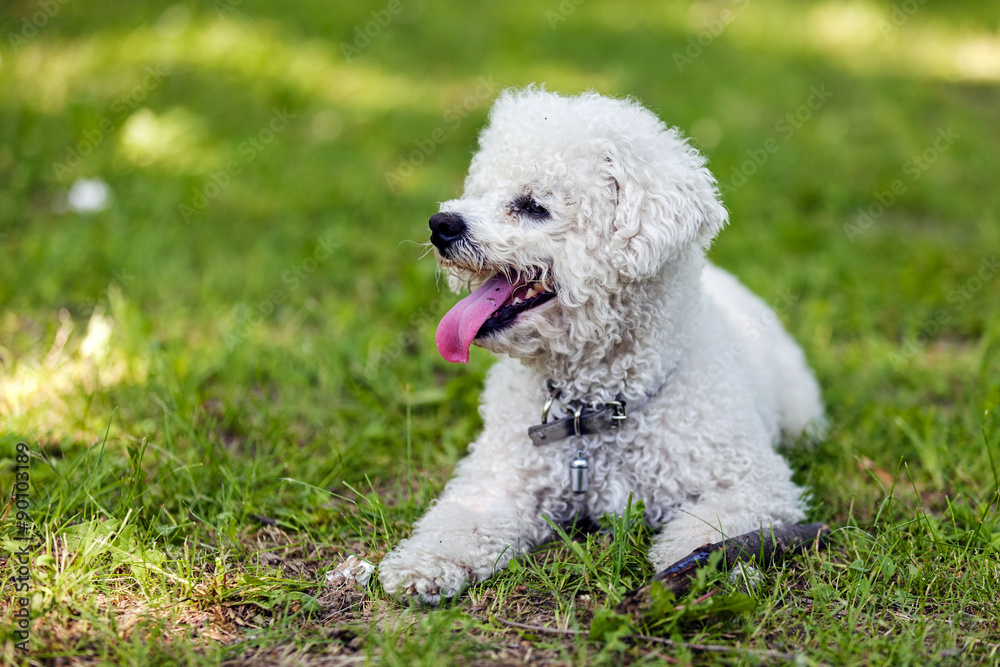 bichon in the park bichon in the park