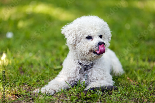 Photographie bichon in the park