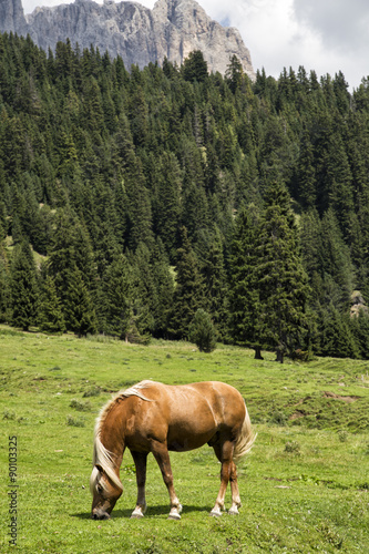 Cavallo sulle Dolomiti  © alepvfoto
