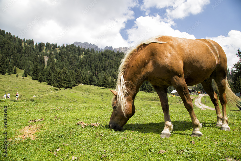 Cavallo sulle Dolomiti 