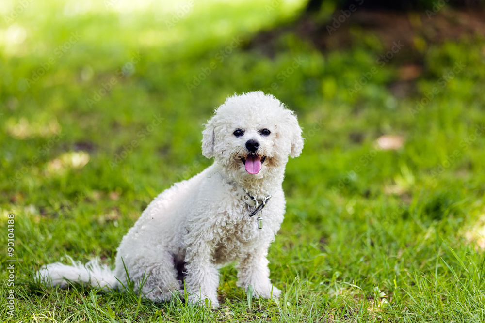 bichon in the park