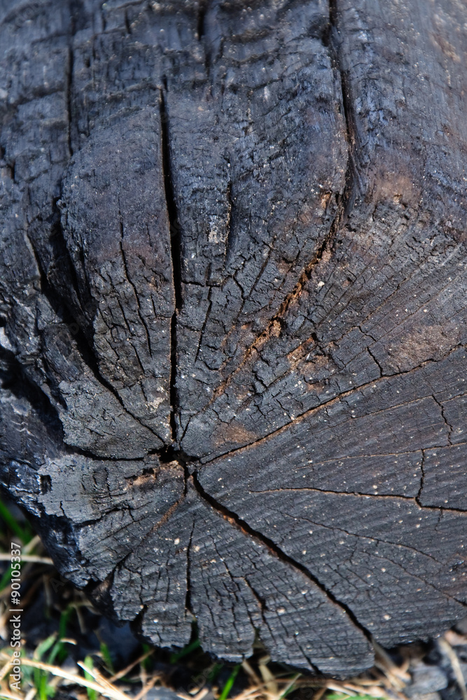 Nahaufnahme eines verkohlten Baumstammes im Sonnenlicht