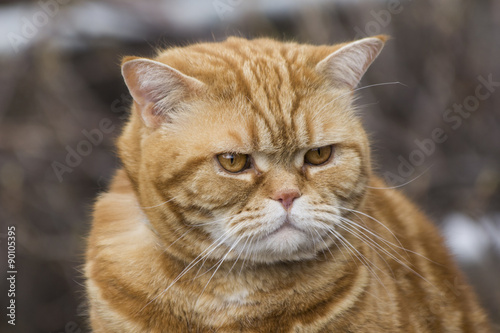 Canvas Print cat in nature