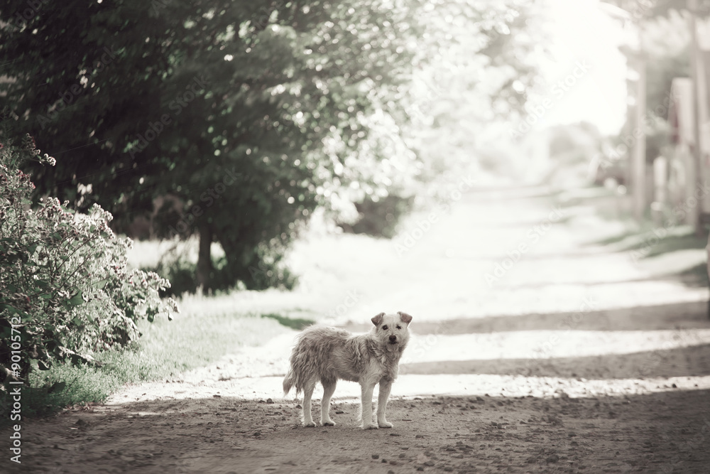 Fototapeta premium boyfriend