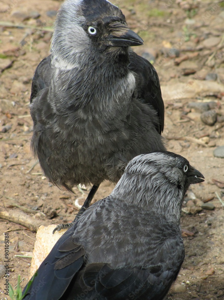 Obraz premium Галки 