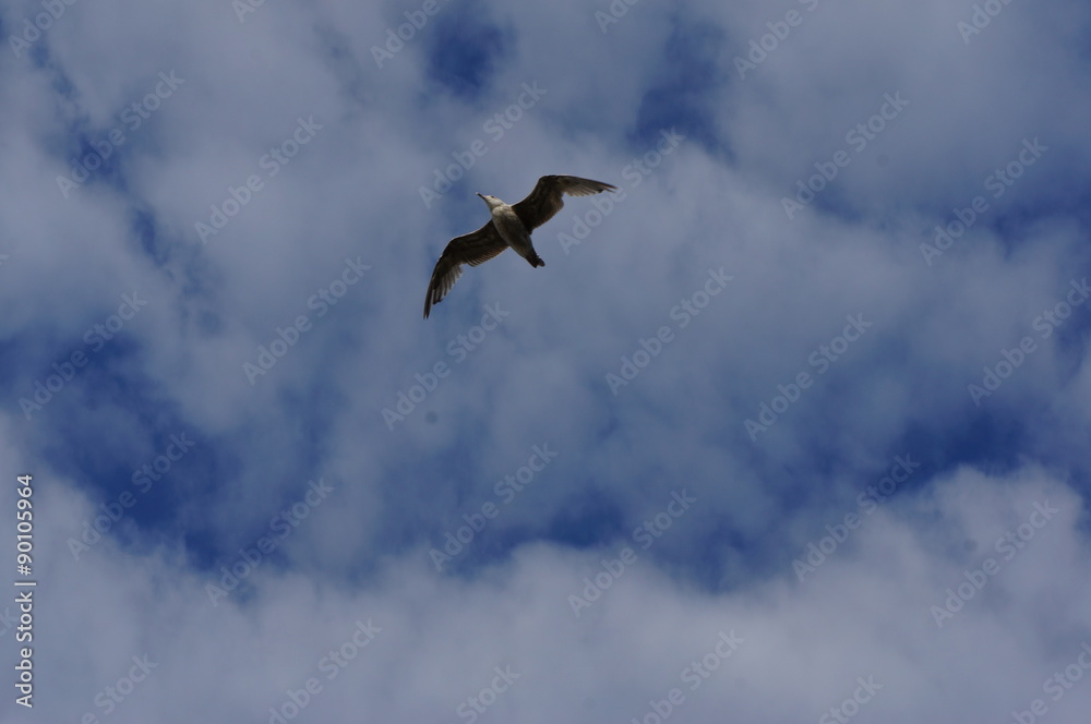 Fototapeta premium ptak na niebie