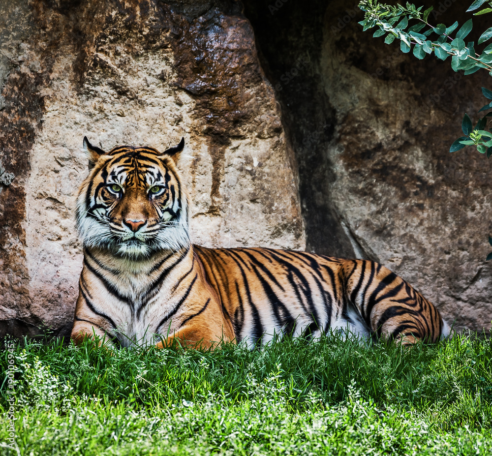 Fototapeta premium Malayan Tiger