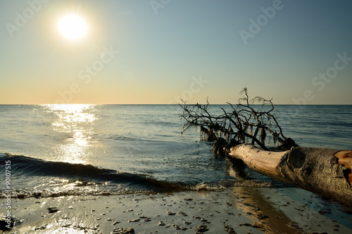 Romantik am Meer-Strandgut