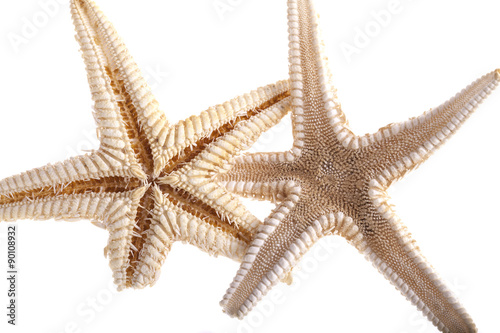 dry starfish isolated on white background