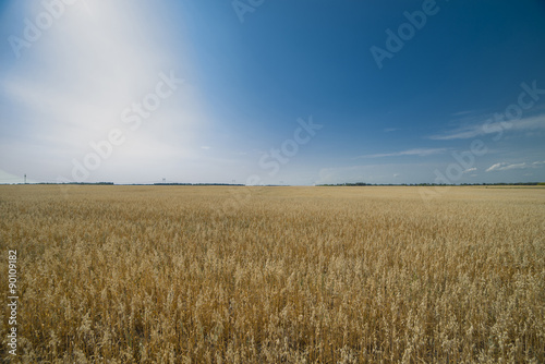 Field at sunset showing the golden grains