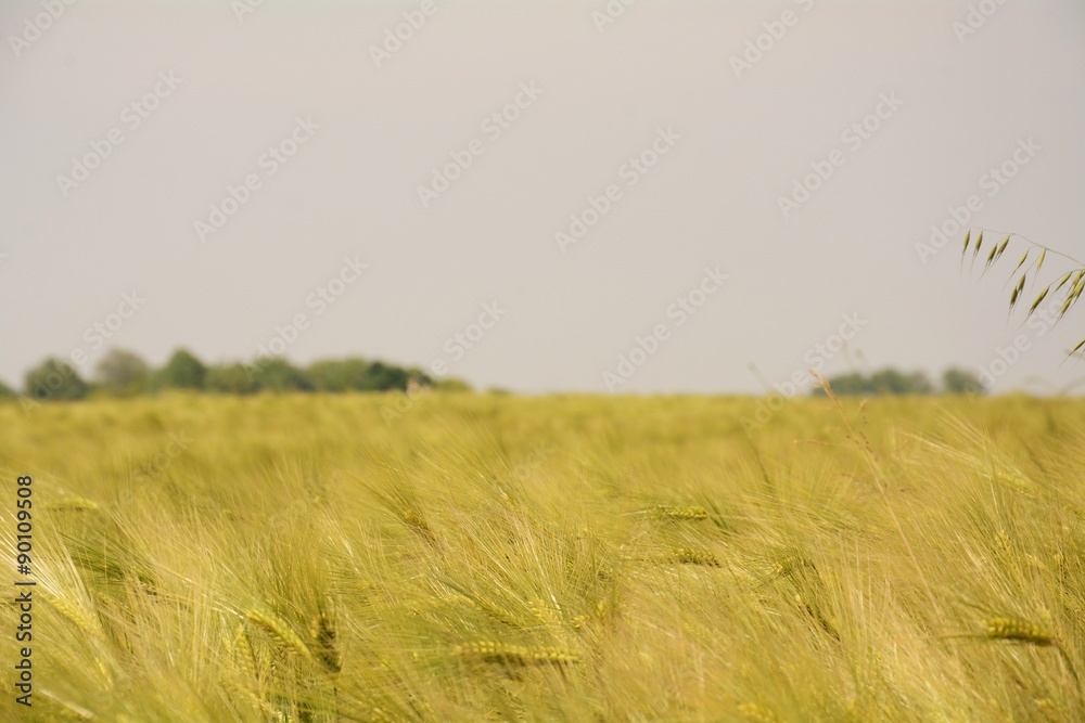 Obraz premium Wheat field and wind