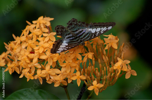 Parthenos Sylvia Blue Clipper Butterfly Feeding on Orange Flowers photo