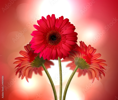 gerbera flowers