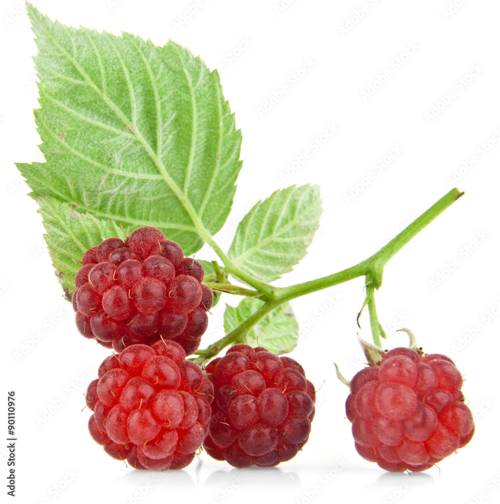 raspberry raspberry