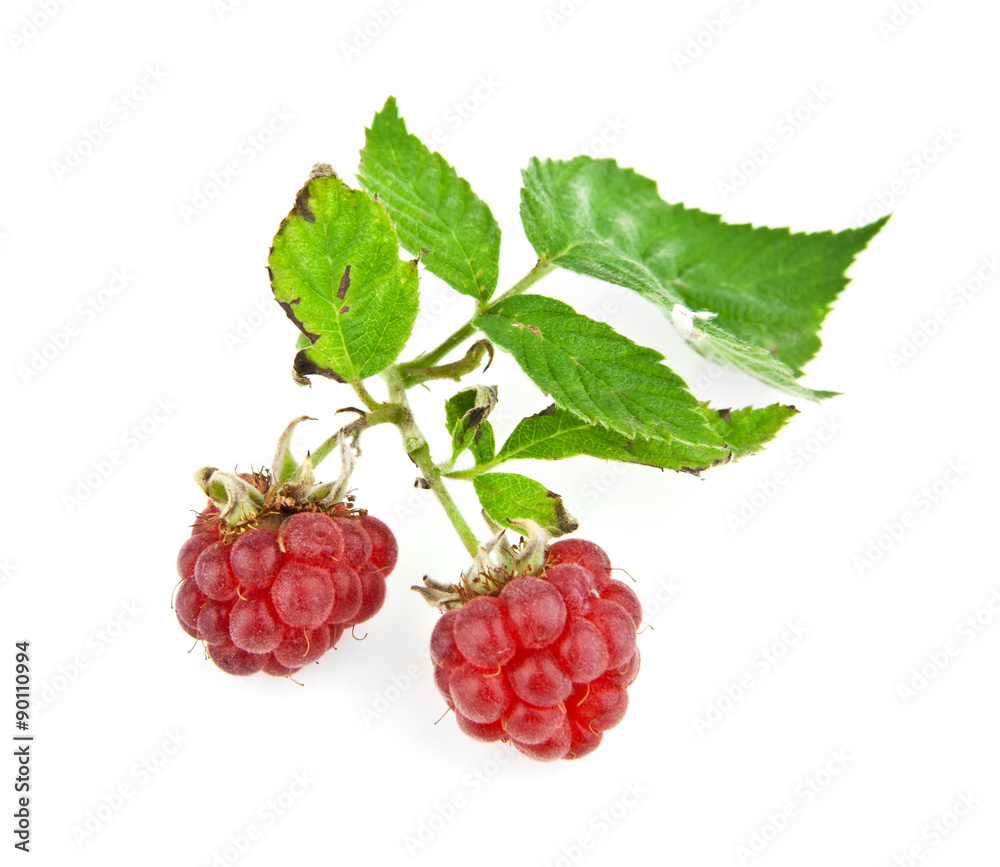 raspberry