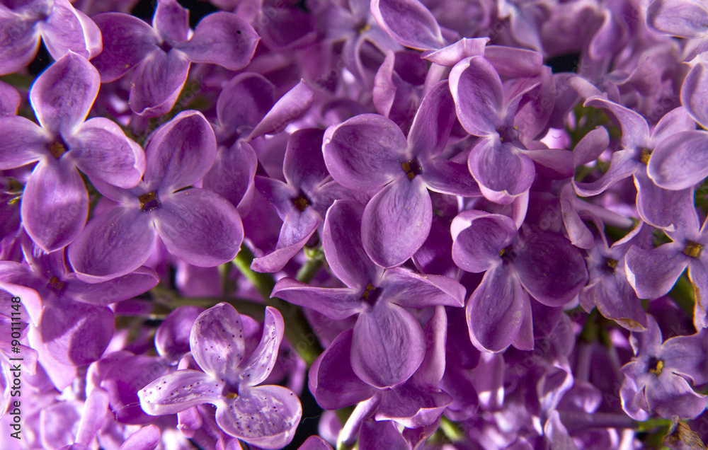 beautiful lilac flowers