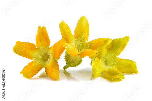 Cowslip creeper on white background