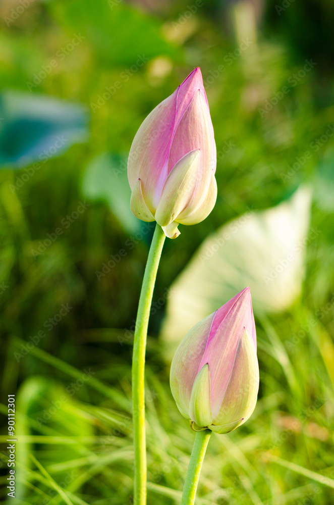 Pink lotus flower bum on green background