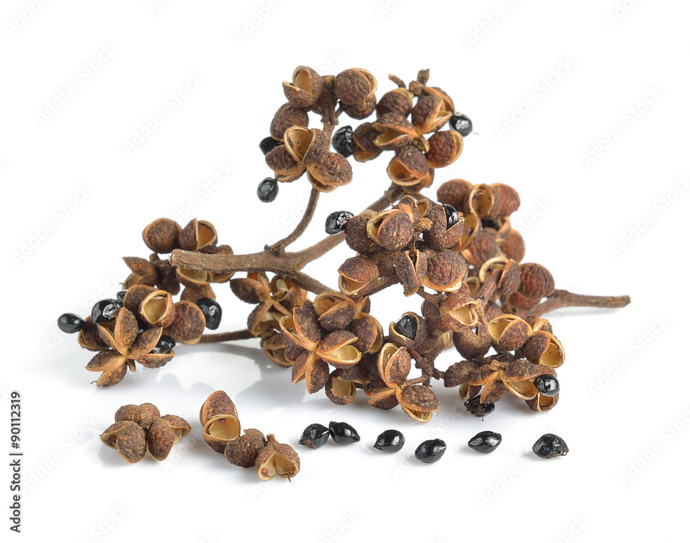 Obraz premium Zanthozylum limonella Alston on white background