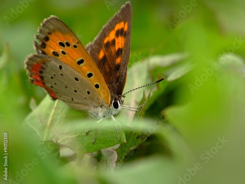 butterfly in the green mood