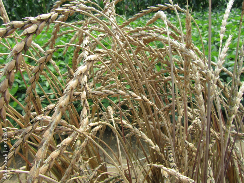 Dinkel StockFoto Adobe Stock