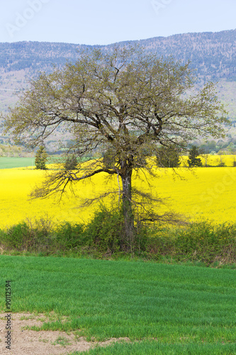 tall trees and yellow canola field 