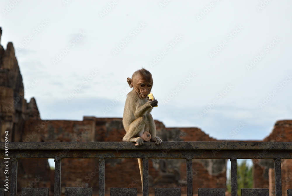 Hungry  monkey eating sweetcorn