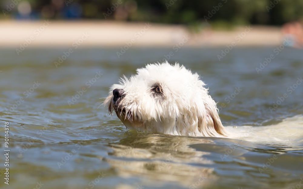 Little white dog Dog swimming - Coton de Tulear