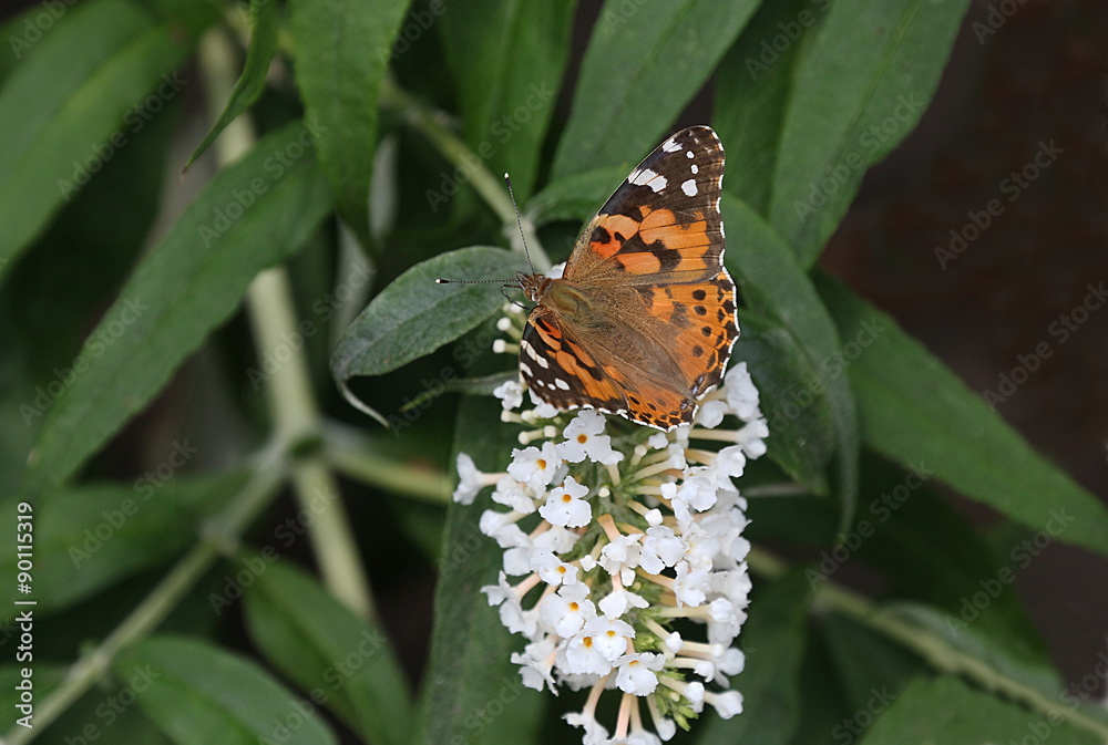 Distelfalter Schmetterling Vanessa cardui Distelfalter Schmetterling Vanessa cardui