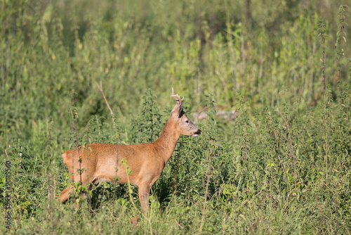 Roe buck in high grass