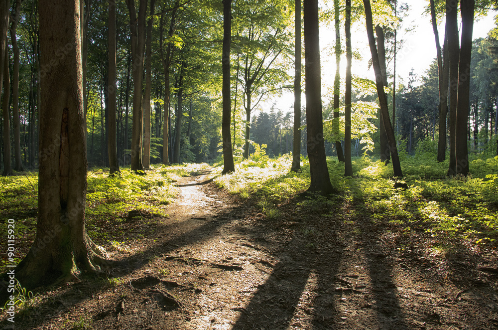 Fototapeta premium Sunny forest.