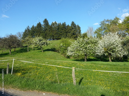 Streuobstwiese im Bliesgau photo