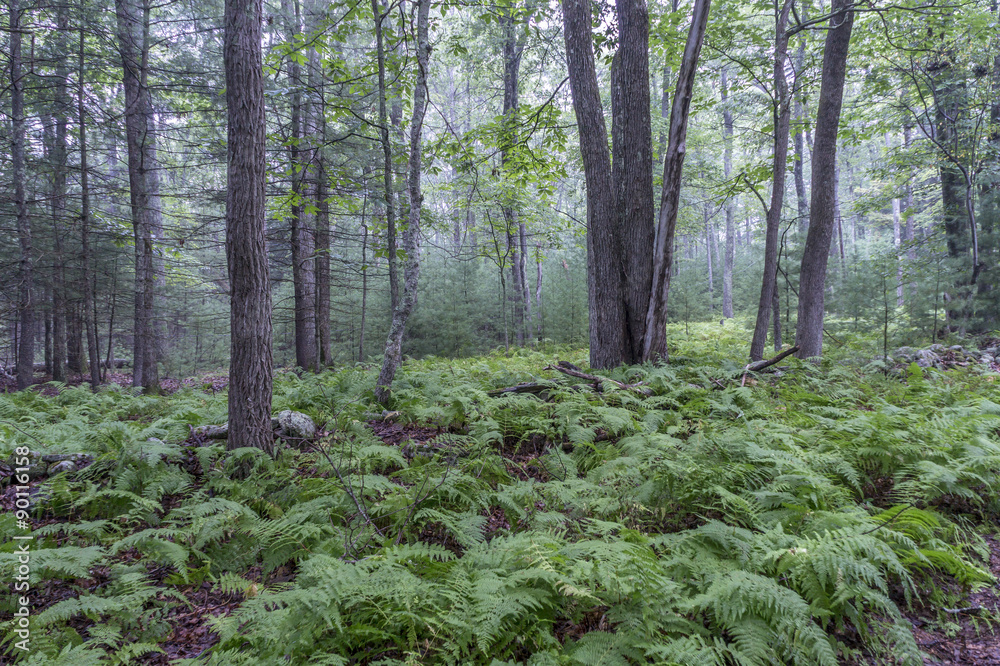 Fototapeta premium The forest floor