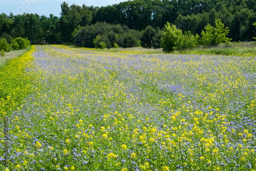 allergy season / Flowering grasses that are the cause of many allergies 