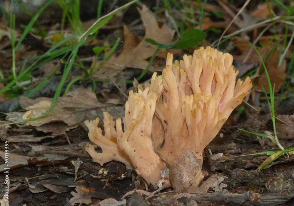 Ramaria formosa