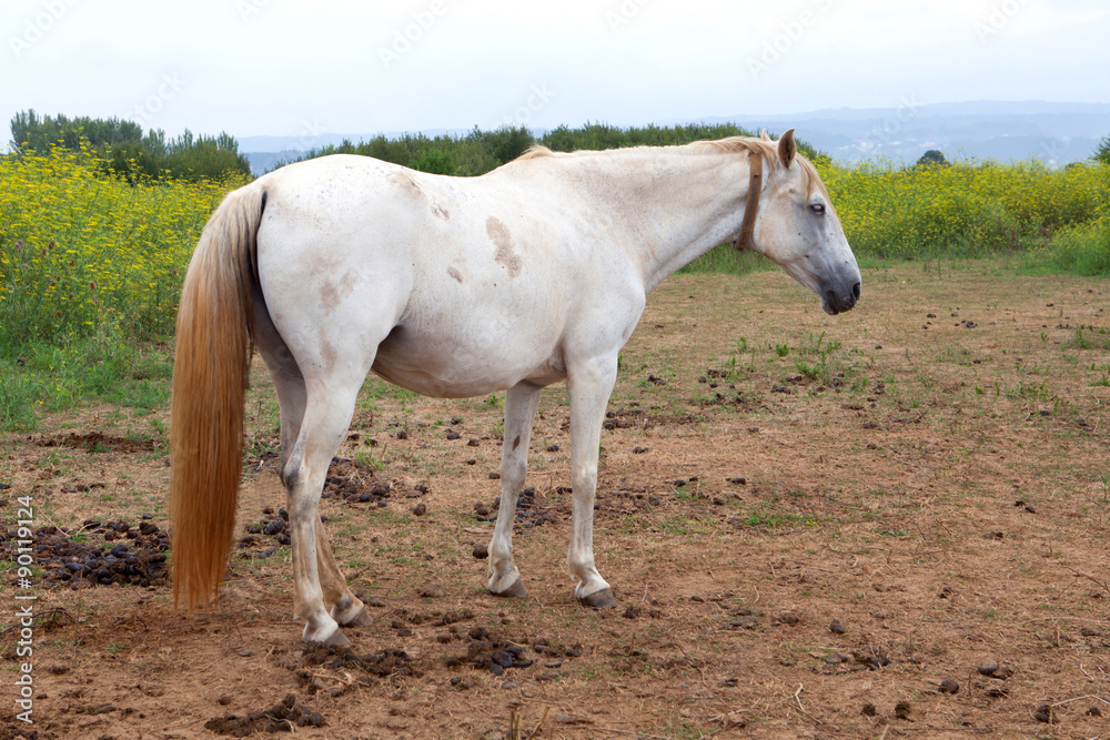 White horse in the meadow White horse in the meadow