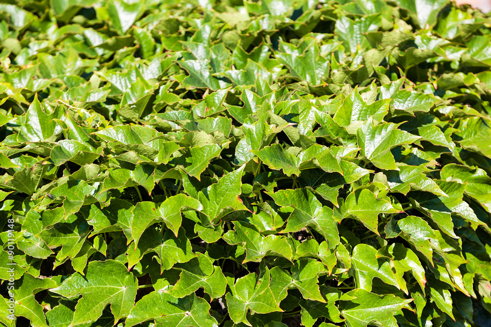 Obraz premium green leaves