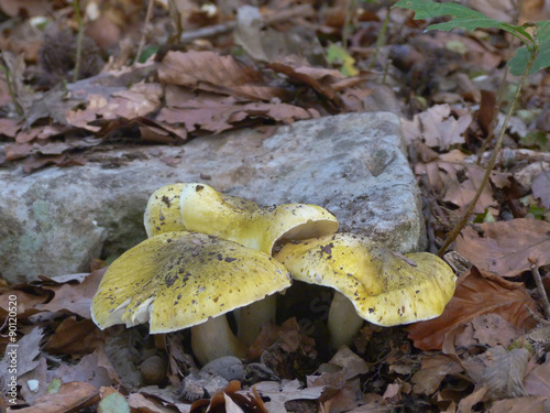 Tricholoma saponaceum photo