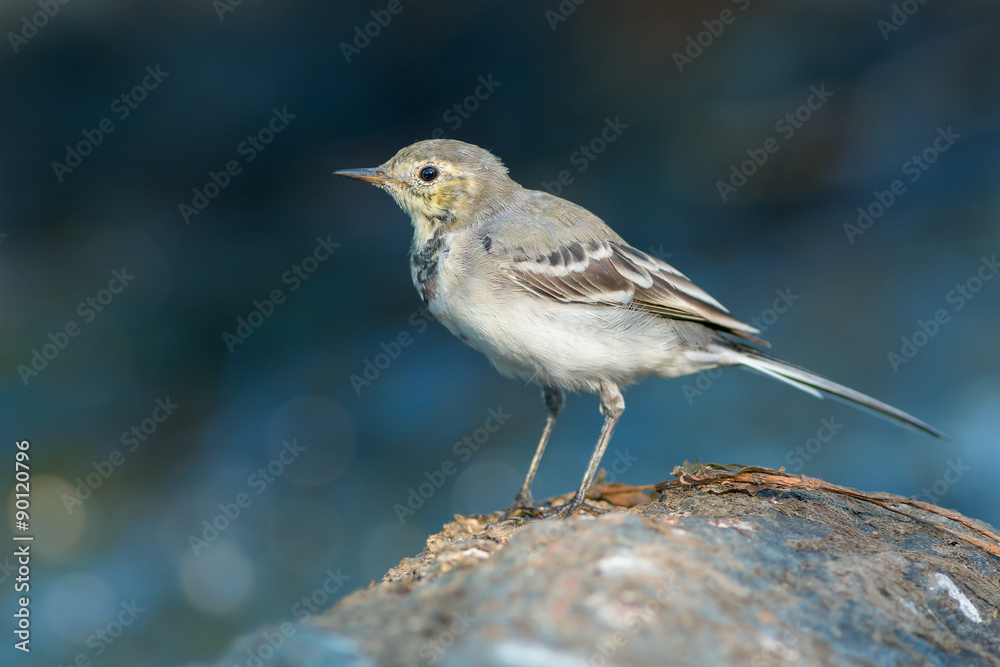 White wagtail perched on a stone White wagtail perched on a stone