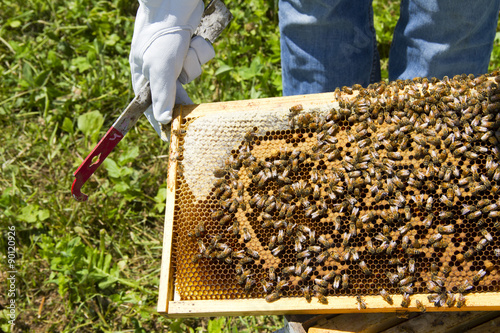 Beekeeping closeup