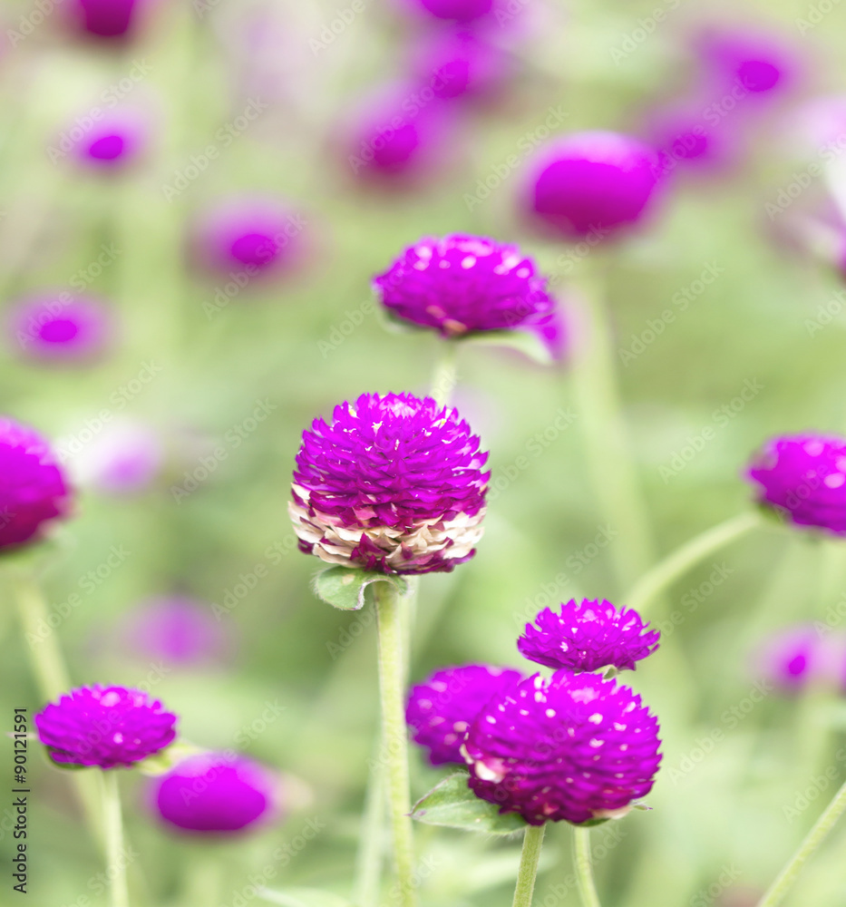 Fototapeta premium Globe Amaranth